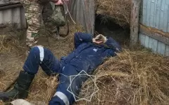 Звал на помощь: мужчину придавило 300 кг сена в ЗКО