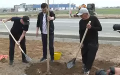 Около трёх тысяч деревьев начали высаживать новостройках Шымкента