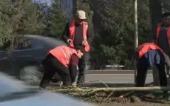 Использование крупномерных саженцев деревьев планируют в Алматы