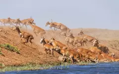 Продолжат ли в Казахстане отстреливать сайгаков - ответ Минэкологии
