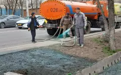 Зачем в Алматы красят газоны, рассказали в акимате
