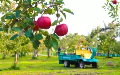 Ученые намерены возродить легендарный сорт яблок Апорт