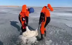 Сотни туш погибших сайгаков на водохранилище в Ұлытау: в акимате озвучили причину