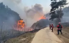 Дожди помогают сдерживать лесные пожары в Южной Корее