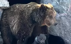 Впервые в зоопарке Усть-Каменогорска родились сразу три медвежонка: объявлен конкурс на имена