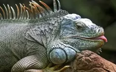 Какие животные подходят разным знакам зодиака
