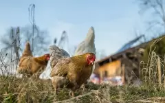Куры в аренду за 120 тысяч тенге: немецкий банкир открыл необычный бизнес