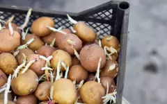 Чем опасен для здоровья проросший картофель