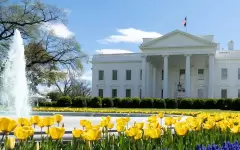 Трамп решил срубить старую магнолию у Белого дома
