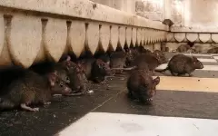 Крысы атаковали город в Англии из-за забастовки мусорщиков