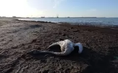 На побережье Каспия гибнут лебеди