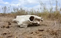 13 незаконных убойных цехов выявлено в трех городах Казахстана