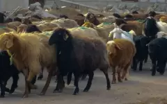 13 незаконных убойных цехов обнаружили в трех мегаполисах Казахстана