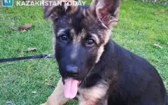 Садисты заживо сожгли щенка в ВКО
