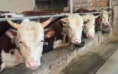 Вопросы субсидирования для развития мясного скотоводства обсудили в МСХ