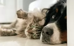 Где в Алматы можно бесплатно стерилизовать и кастрировать домашнее животное