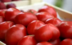 Очередная городская сельскохозярмарка пройдет в Астане