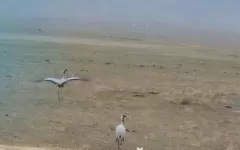 Краснокнижного журавля засняли в нацпарке «Кольсайские озера»