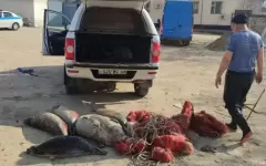 Сети с мертвыми тюленями обнаружили в Каспии