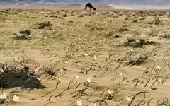 Уникальный цветок зацвел в песках Мангистау