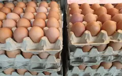 В Казахстан временно запретили ввозить яйца