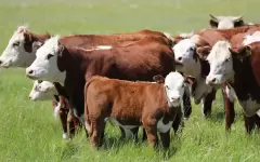 Казахстан продлил запрет на вывоз маточного поголовья крупного и мелкого рогатого скота