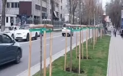 «100% погибнут»: запретить высадку саженцев из Европы требуют экологи Алматы