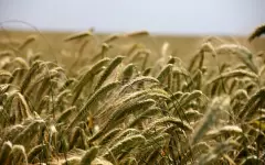 Космические технологии задействуют для определения объемов урожая