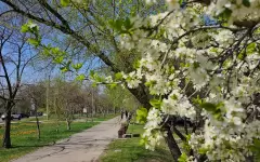 Весеннюю красоту в Ботаническом саду показали алматинцы