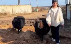 Не разлей вода: дружба девочки и овечек заставила ностальгировать пользователей Сети