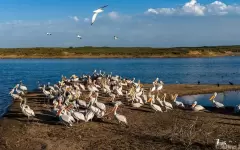 Редкие кадры пеликанов в Алматинской области запечатлел фотограф