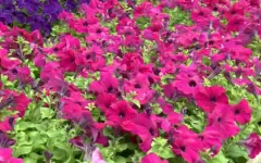 70 тысяч цветов высадят в Атырау