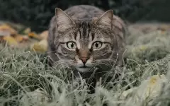 Правда ли, что кошки всегда приземляются на лапы