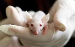 Ученые заставили модифицированных мышей смотреть фильм Матрица
