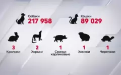 307 тысяч животных чипировали в Казахстане