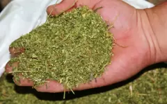 Крупная партия марихуаны изъята в Алматы