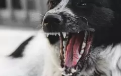 Куда необходимо обращаться при укусе животного, рассказали санврачи Алматы