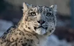 Редкий хищник вернулся в Туркестанскую область