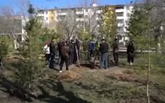 «Таза Қазақстан»: 27 тысяч деревьев высадят в Улытау