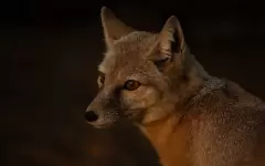 Ночные хищники пугают жителей Актау