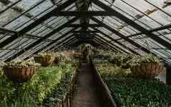 Ботанический сад в Алматы приостановит работу