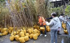 Где можно получить бесплатные саженцы в Алматы