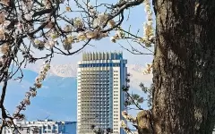 Волшебное цветение урюка в горах растрогало алматинцев