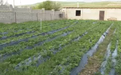 Жители села в Туркестанской области массово выращивают клубнику