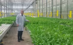 В теплице правит бал… агрофотоника