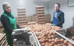 Куриное яйцо продолжает дешеветь в Казахстане