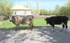 На участившиеся кражи скота жалуются жители Таласского района
