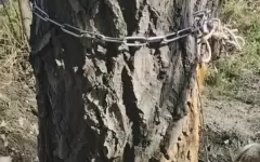 Полиция Семея установила личность живодера, повесившего собаку