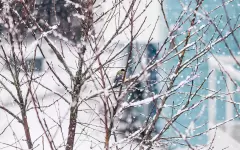 Заморозки вернутся в Казахстан в ближайшие дни