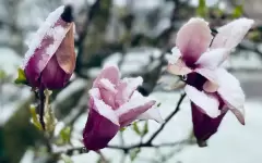 Снег, дожди с грозами и заморозки накроют Казахстан 22 апреля